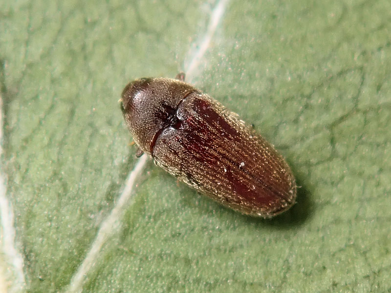 Throscidae: Trixagus sp.